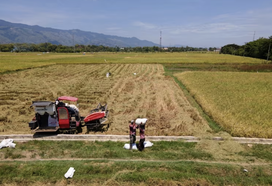Indonesia dừng phá rừng để mở rộng diện tích trồng lúa