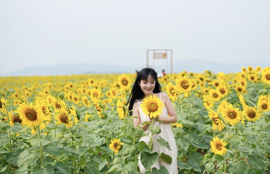 Phía sau những cánh đồng hướng dương rực rỡ: TH tiếp tục xác lập kỷ lục thế giới năm 2026
