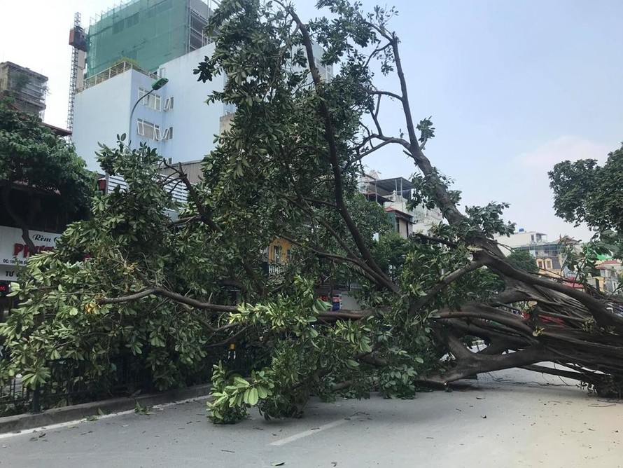 Cây đa cổ thụ đổ chắn ngang đường khiến nhiều người hốt hoảng. (Ảnh: Vietnamnet)
