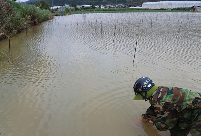 Nước lũ nhấn chìm nhiều vườn rau.