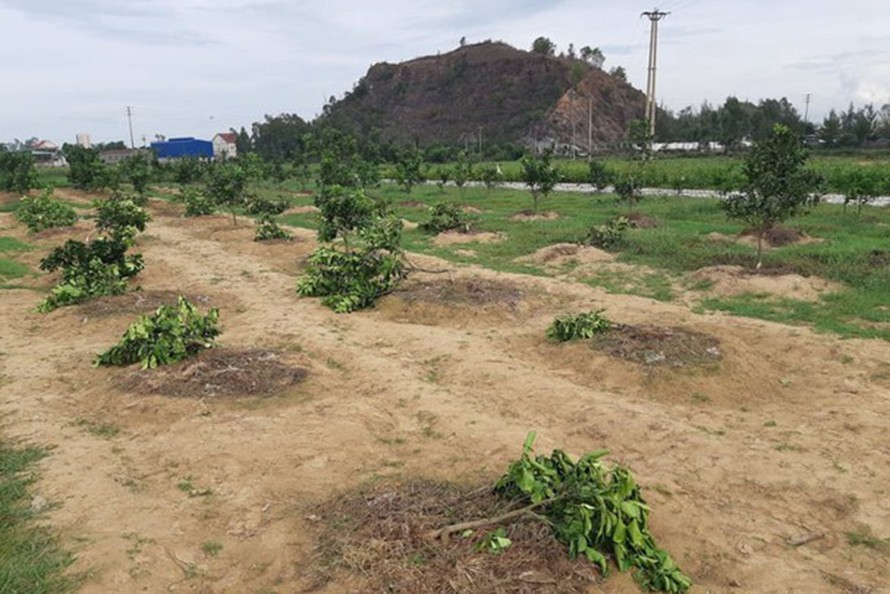 Vườn bưởi của Chủ tịch UBND xã Nghi Hợp bị chặt hạ. - Ảnh: Báo Nghệ An