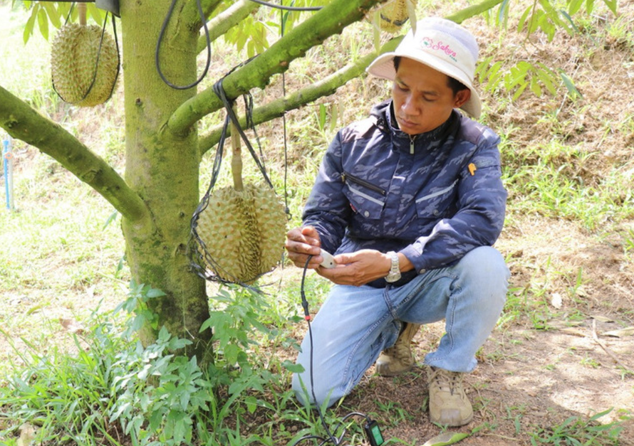 Kỹ thuật viên của trang trại Sakura Farm (xã Đông Khánh Sơn, Khánh Hòa) sử dụng thiết bị kiểm tra, phân tích, chẩn đoán “sức khỏe” của đất trồng cây sầu riêng, đưa ra các chỉ số chính xác và khuyến nghị phương án xử lý kịp thời.