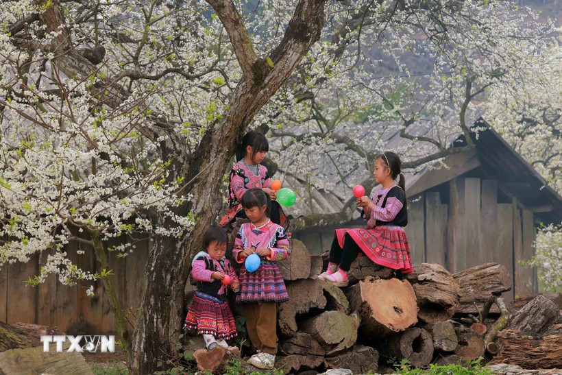 Những em nhỏ dân tộc Mông vui chơi dưới những cây mận đang thi nhau đua nở hoa trắng xóa. Ảnh: Quang Quyết/TTXVN.