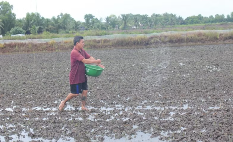 Nông dân xã Khánh Bình (tỉnh Cà Mau) đang chăm sóc lúa vừa mới xuống giống.