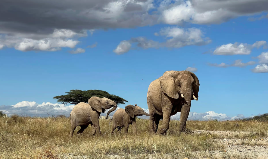 Voi dùng "tên riêng" để giao tiếp với nhau. Ảnh: George Wittemyer/AP