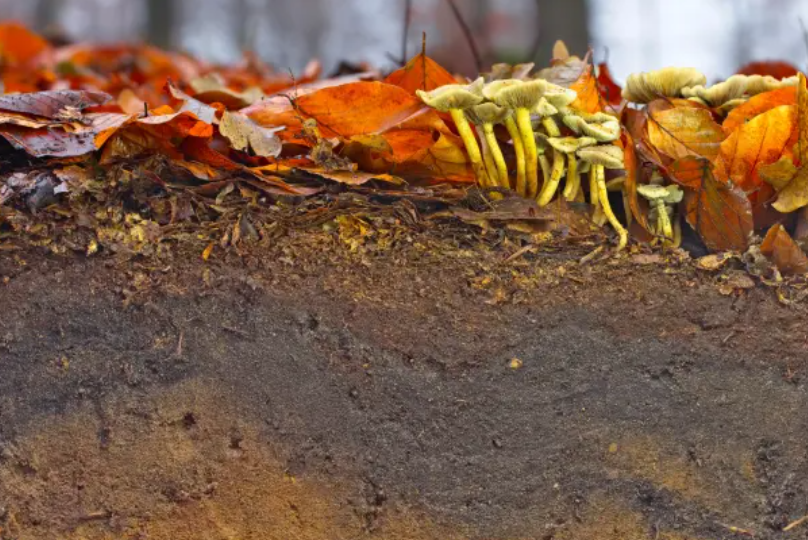UNESCO cảnh báo nguy cơ suy thoái đất toàn cầu. Ảnh: Y. Kniese & C. Dahlhaus, TERRA.vita Soil Atlas