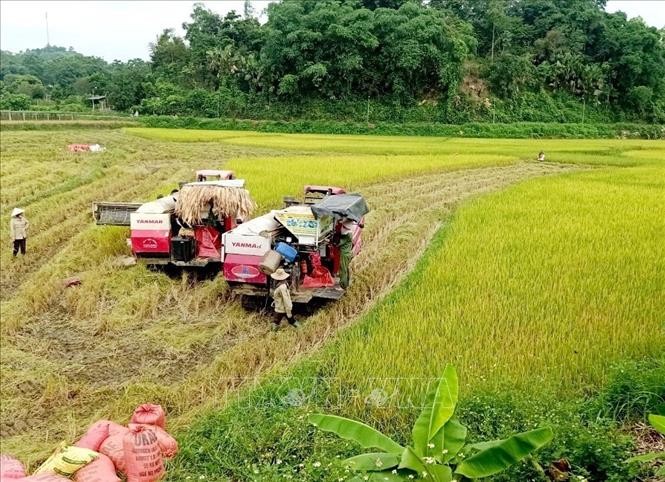 Nông dân xã Đông Cuông, huyện Văn Yên (Yên Bái) thu hoạch lúa ST25 vụ xuân bằng máy gặt. Ảnh tư liệu, minh họa: TTXVN phát