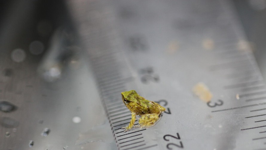 Một con ếch Darwin mới sinh tại vườn thú London. Ảnh: ZSL