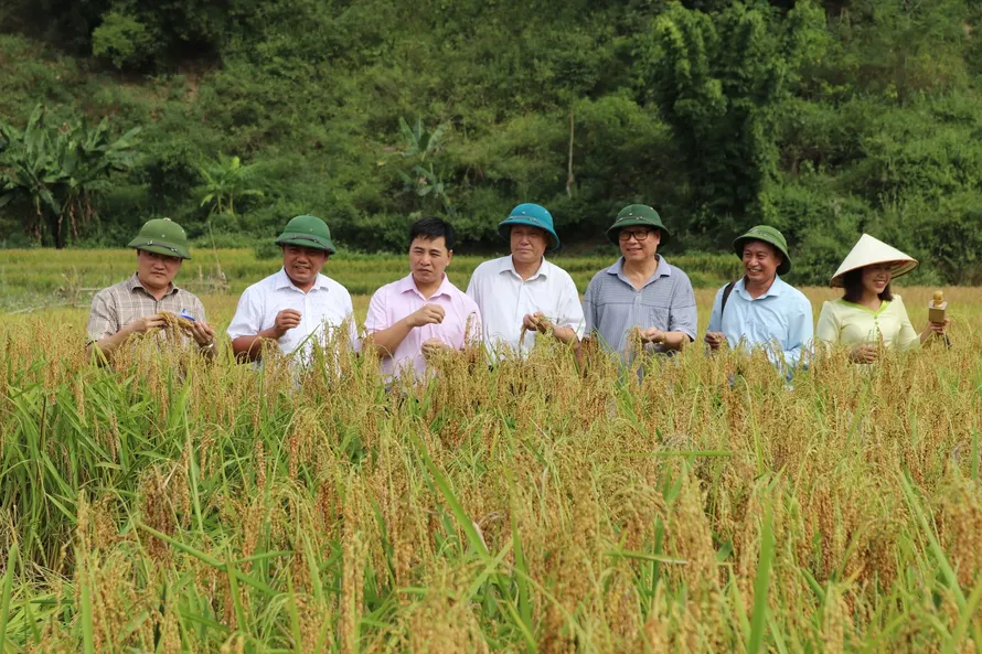 Vùng sản xuất lúa nếp tan của huyện Sốp Cộp chủ yếu tập trung trên địa bàn các xã Mường Và, Mường Lạn, Dồm Cang, Púng Bánh, Nậm Lạnh. Ảnh: Tuệ Linh