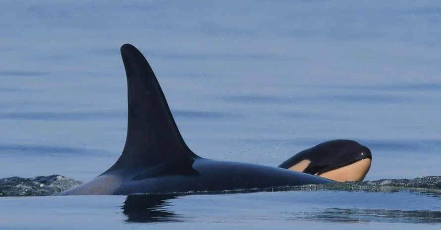 Cá voi sát thủ. Ảnh: WhaleResearch