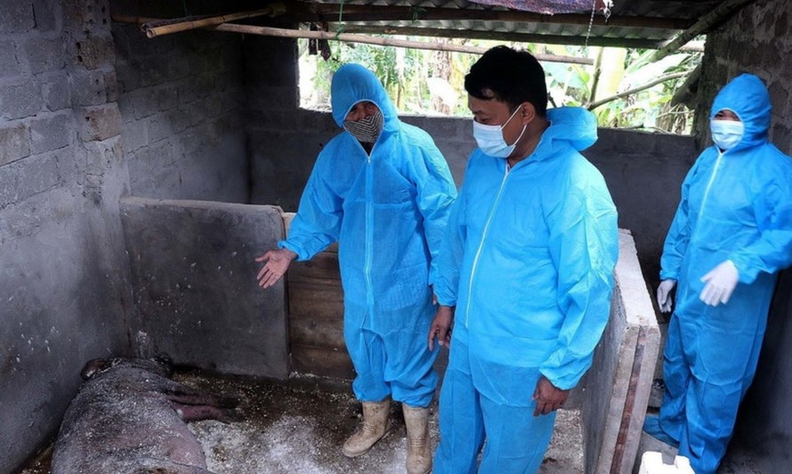 Ban Chỉ đạo phòng, chống dịch xã Thung Nai kiểm đếm thống kê số lượng lợn chết do dịch. Ảnh: Thanh Hải