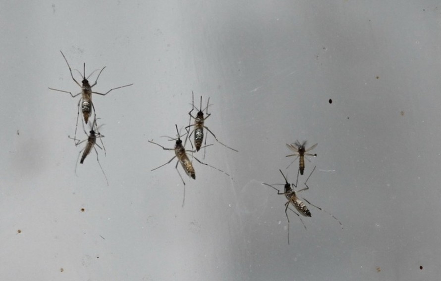 Chikungunya là một bệnh virus do muỗi truyền gây sốt và đau khớp nặng.