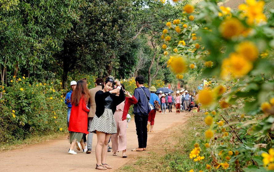 Du khách tham quan Gia Lai dịp hoa dã quỳ nở. Ảnh: Huy Đằng