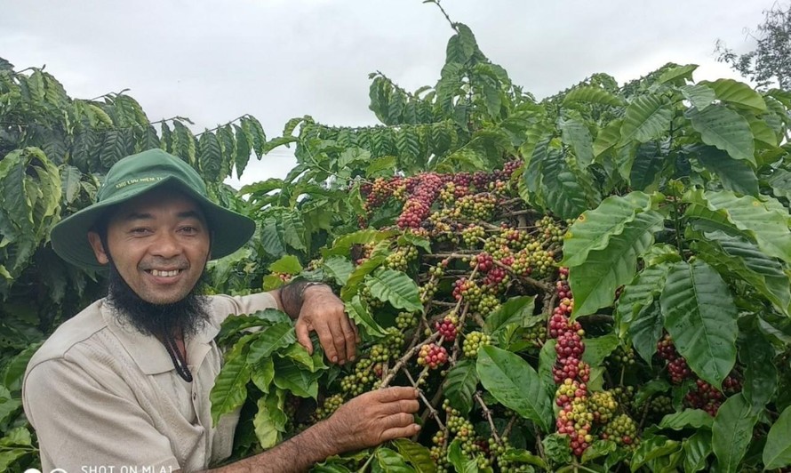 Cà phê đang là mặt hàng xuất khẩu chủ lực của Gia Lai. Ảnh: Lê Xuân Thọ