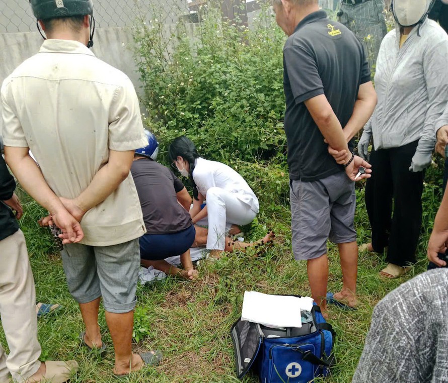 Người dân bị trâu húc đang được sơ cứu để đưa đến bệnh viện. 