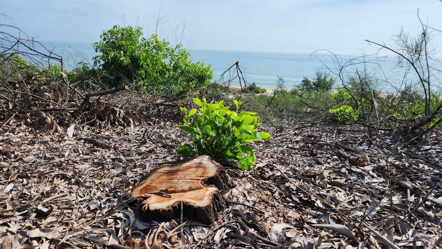 Hàng ngàn cây rừng phòng hộ ven biển ở Huế bị chặt phá.