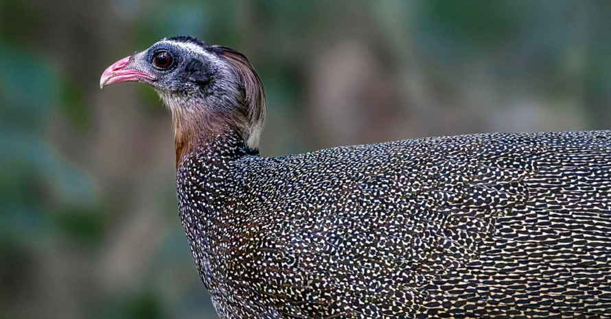 Trĩ sao do nhiếp ảnh gia Thuần Võ chụp tự nhiên trong rừng Gia Lai ngày 11/4/2026