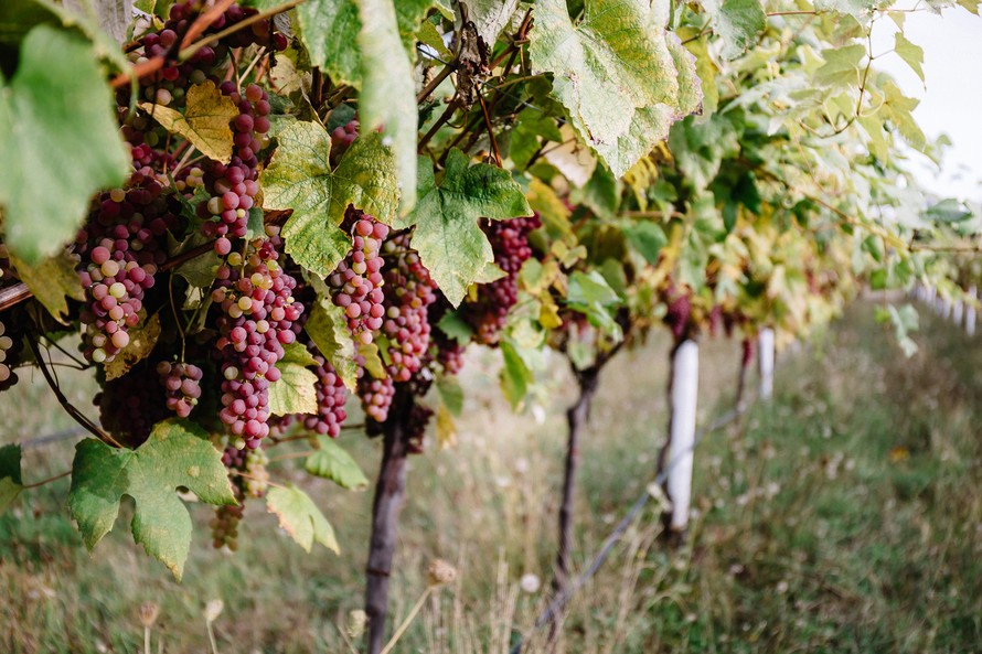 Ảnh minh hoạ một trang trại trồng nho.