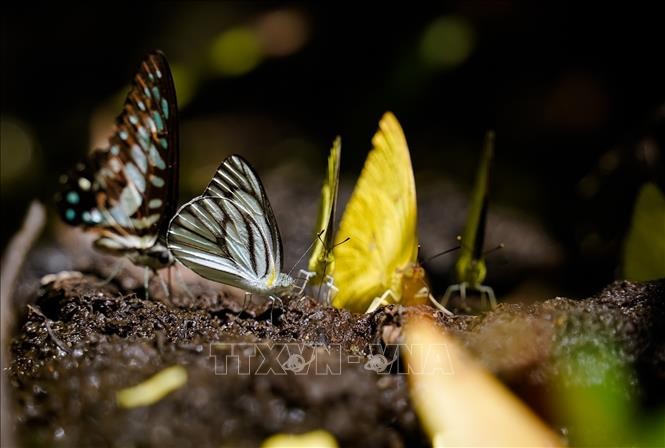 Nhiều sinh vật quý được bảo tồn trong Khu Bảo tồn thiên nhiên - văn hóa Đồng Nai. Ảnh: Hồng Đạt/TTXVN.