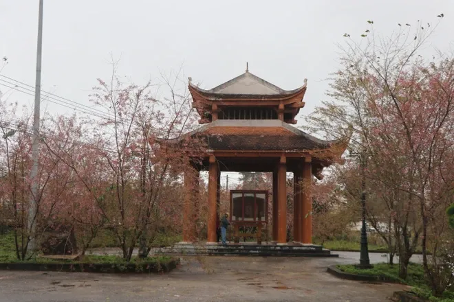 Khu vực Tháp Chuông là nơi Hoa Anh Đào nở đẹp nhất tại Măng Đen năm nay. Ảnh: Dư Toán/TTXVN.