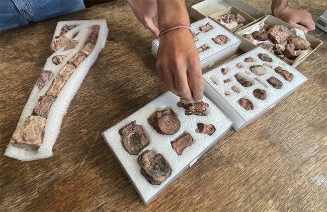 Các nhà cổ sinh vật học Argentina cho biết đã phát hiện hóa thạch của loài khủng long ăn cỏ cỡ trung mới. Ảnh: Reuters.