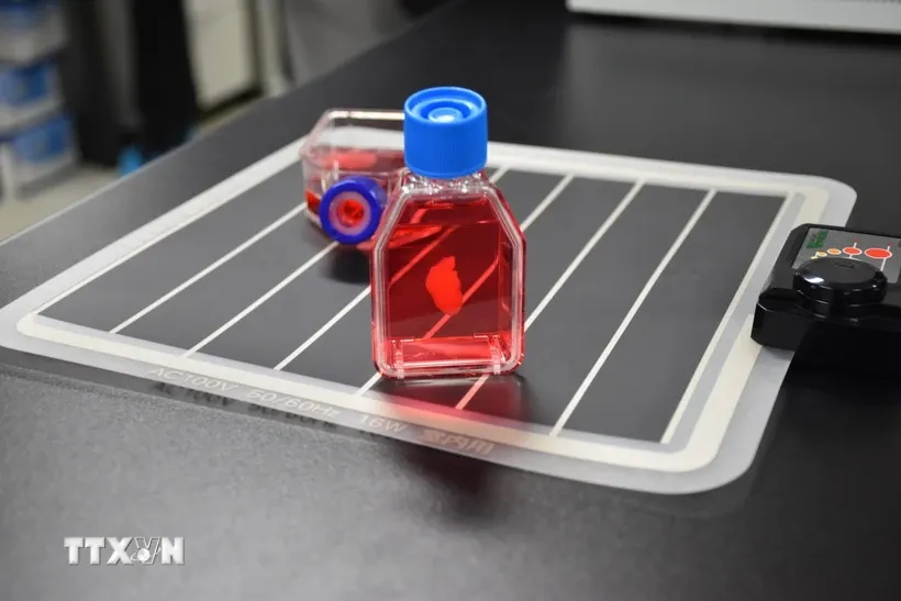 “Mô hình trái tim sống,” một mô hình động ba chiều đầu tiên trên thế giới. Ảnh: Nguyễn Tuyến/TTXVN.