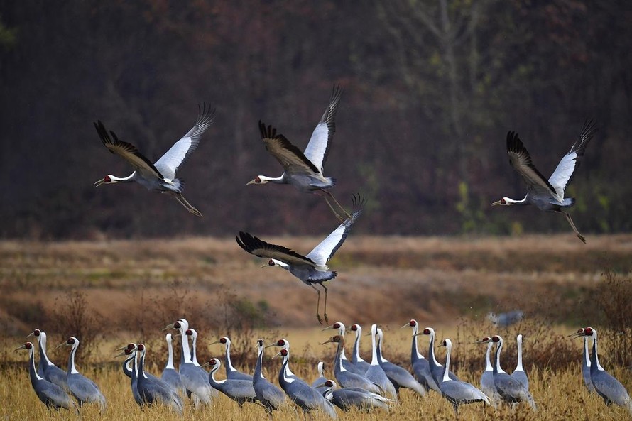 Hệ sinh thái của loài sếu quý hiếm ngay tại khu vực ở biên giới liên Triều