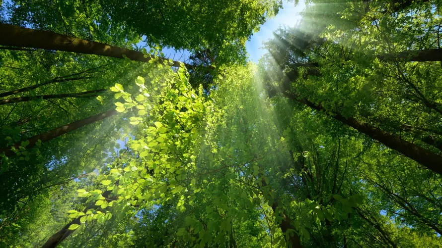 Thực vật suy giảm khả năng hấp thụ CO2 do biến đổi khí hậu