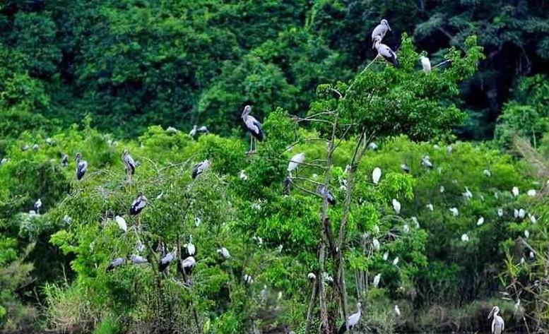 Vườn Quốc gia Xuân Liên được biết đến như một "kho báu" đa dạng sinh học của Việt Nam.