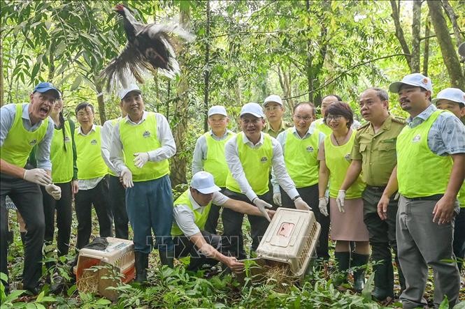 Tái thả động vật hoang dã sau cứu hộ về tự nhiên tại Vườn quốc gia Cúc Phương, một hoạt động quan trọng tại lễ kỷ niệm. Ảnh: TTXVN.