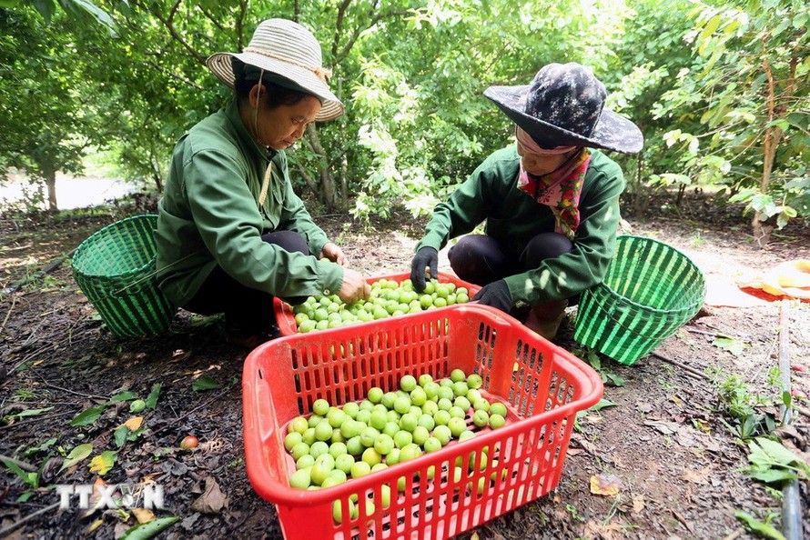Thành phố Sơn La vào mùa thu hoạch mận tam hoa