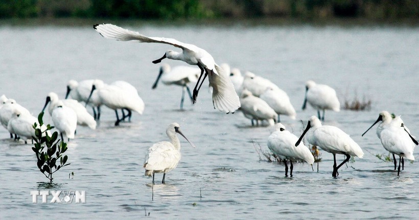 Cò thìa được xếp hạng Nguy cấp trong Sách Đỏ quốc tế, mỗi năm chỉ xuất hiện 40 cá thể trong Vườn Quốc gia Xuân Thủy. Ảnh: Lâm Khánh/TTVN.