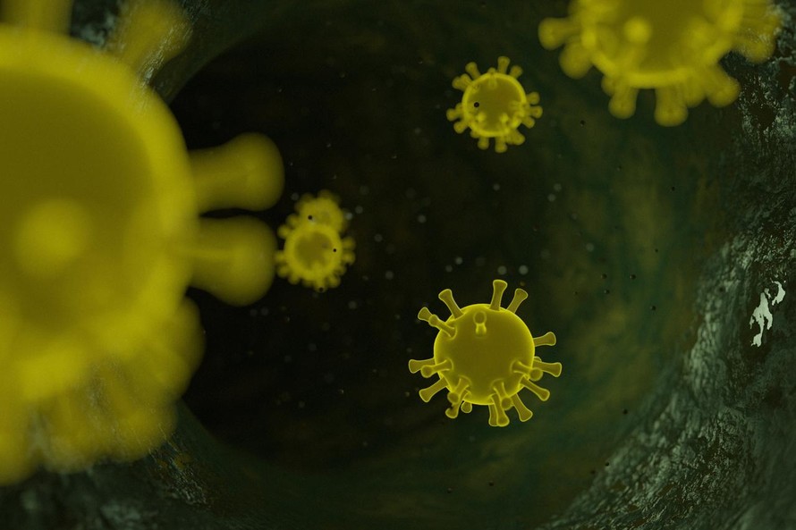 TP HCM tập huấn chẩn đoán, điều trị bệnh do virus Nipah cho cơ sở y tế