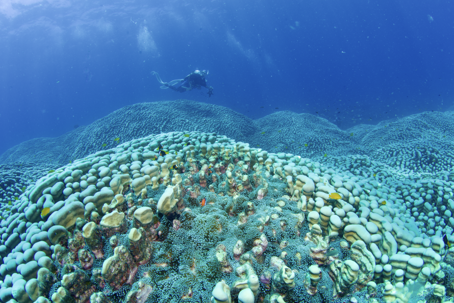 Australia: Phát hiện quần thể san hô khổng lồ tại Great Barrier