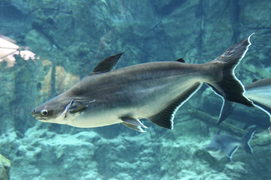 LHQ: Các cuộc di cư của cá sông đang đứng trước “bờ vực sụp đổ”