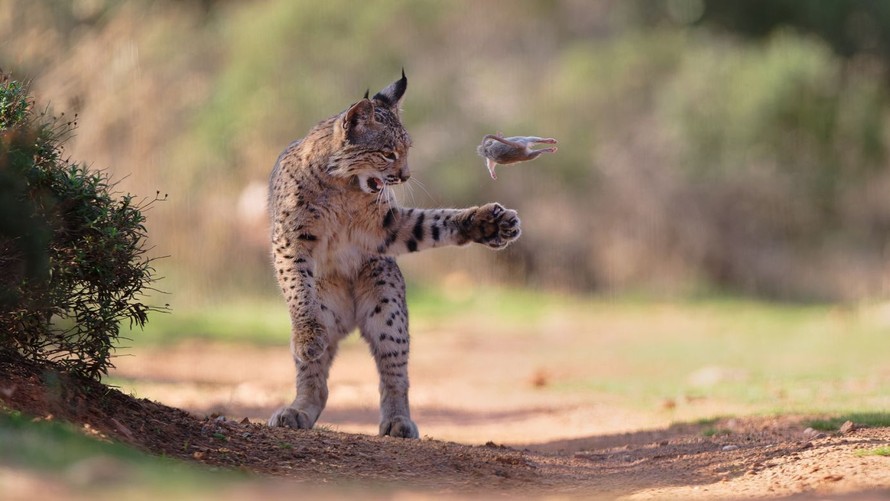 Khoảnh khắc linh miêu vờn mồi thắng giải bình chọn "Wildlife Photographer of the Year"