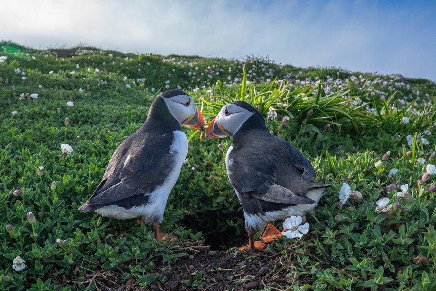Hải âu cổ rụt Đại Tây Dương đang trở lại đất liền