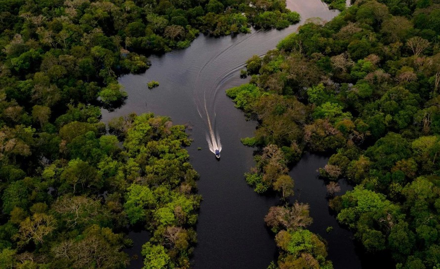 "Lá chắn" mới bảo vệ rừng Amazon