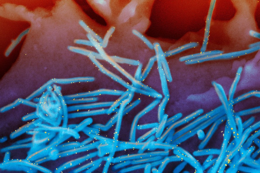 Mỹ: Gia hạn tiêm chủng cho trẻ em do diễn biến dịch RSV phức tạp