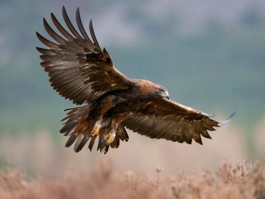 Đại bàng vàng có thể trở lại Anh sau hơn 150 năm