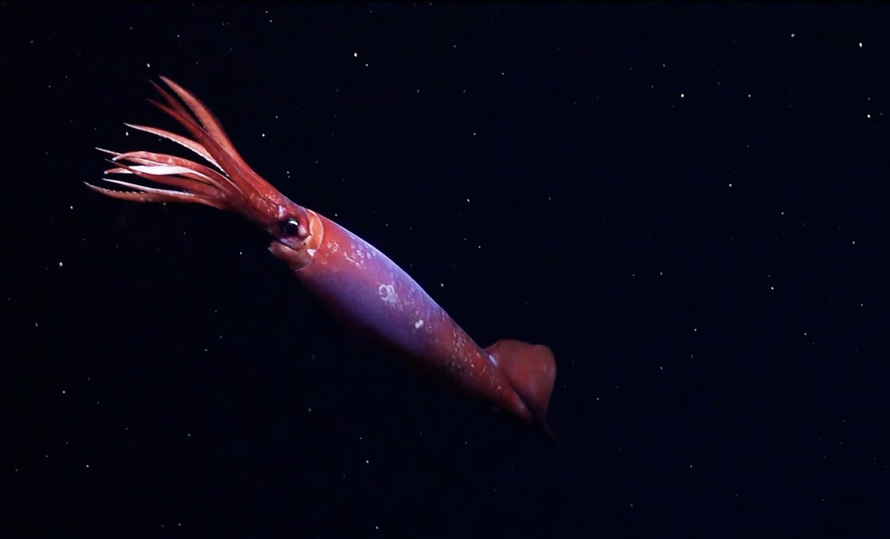 Loài mực mắt đen hiếm thấy.