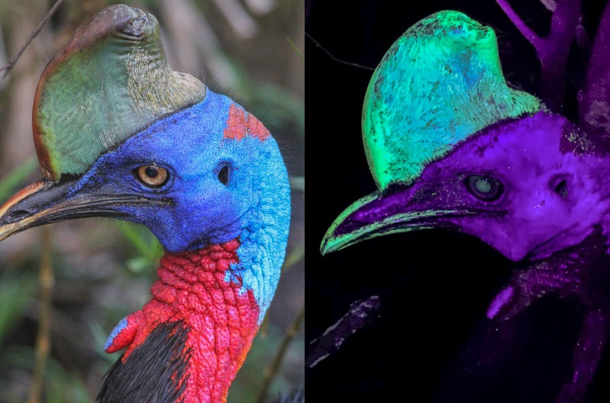 Nguồn sáng bí ẩn của một trong những loài chim lớn nhất hành tinh