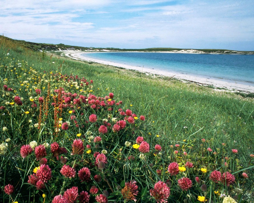 Thảm hoa trải dài trên thảo nguyên ven biển Machair tại Khu bảo tồn RSPB Balranald, đảo North Uist.