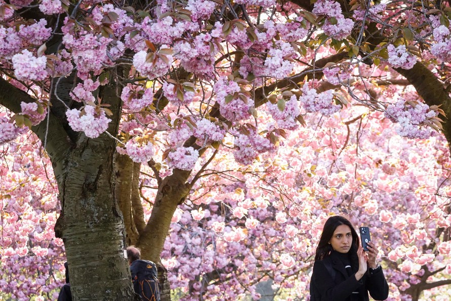 Hoa anh đào nở rộ tại công viên The Meadows ở Edinburgh, Scotland. Thời tiết ấm lên đồng nghĩa với việc thực vật sẽ sản sinh ra nhiều phấn hoa hơn.