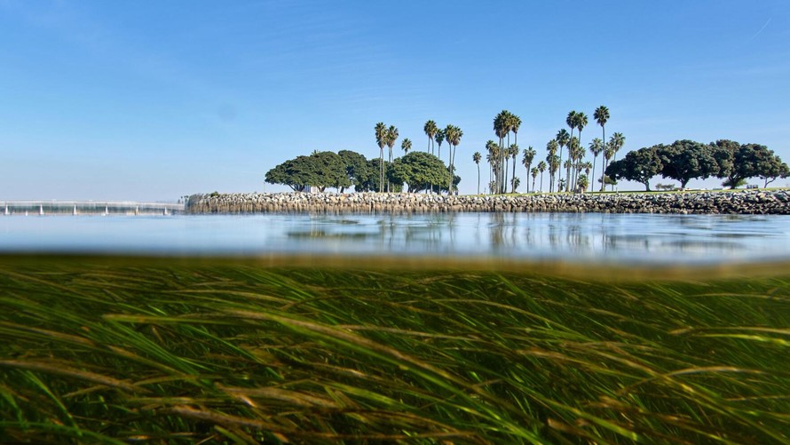 Giới khoa học dùng ADN để bắt kịp tốc độ biến đổi khí hậu