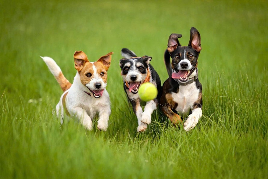 Quá trình thuần hóa không khiến loài chó trở nên kém thông minh. Ngược lại, nó giúp chúng phát triển khả năng thấu hiểu con người.