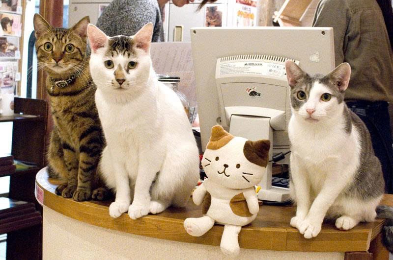 Ngày càng nhiều người gia nhập “hội yêu mèo” tại Đông Á