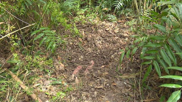 Hiện trường phát hiện thi thể bé gái xấu số 