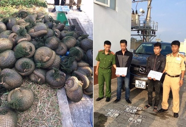 Hai đối tượng vận chuyển trái phép 112 con tê tê