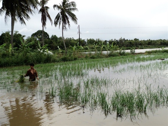 Lũ ở ĐBSCL đang lên rất nhanh, dự báo đỉnh lũ chính vụ ở mức báo động 2, xuất hiện vào nửa đầu tháng 10, có nguy cơ gây thiệt hại đến sản xuất nông nghiệp